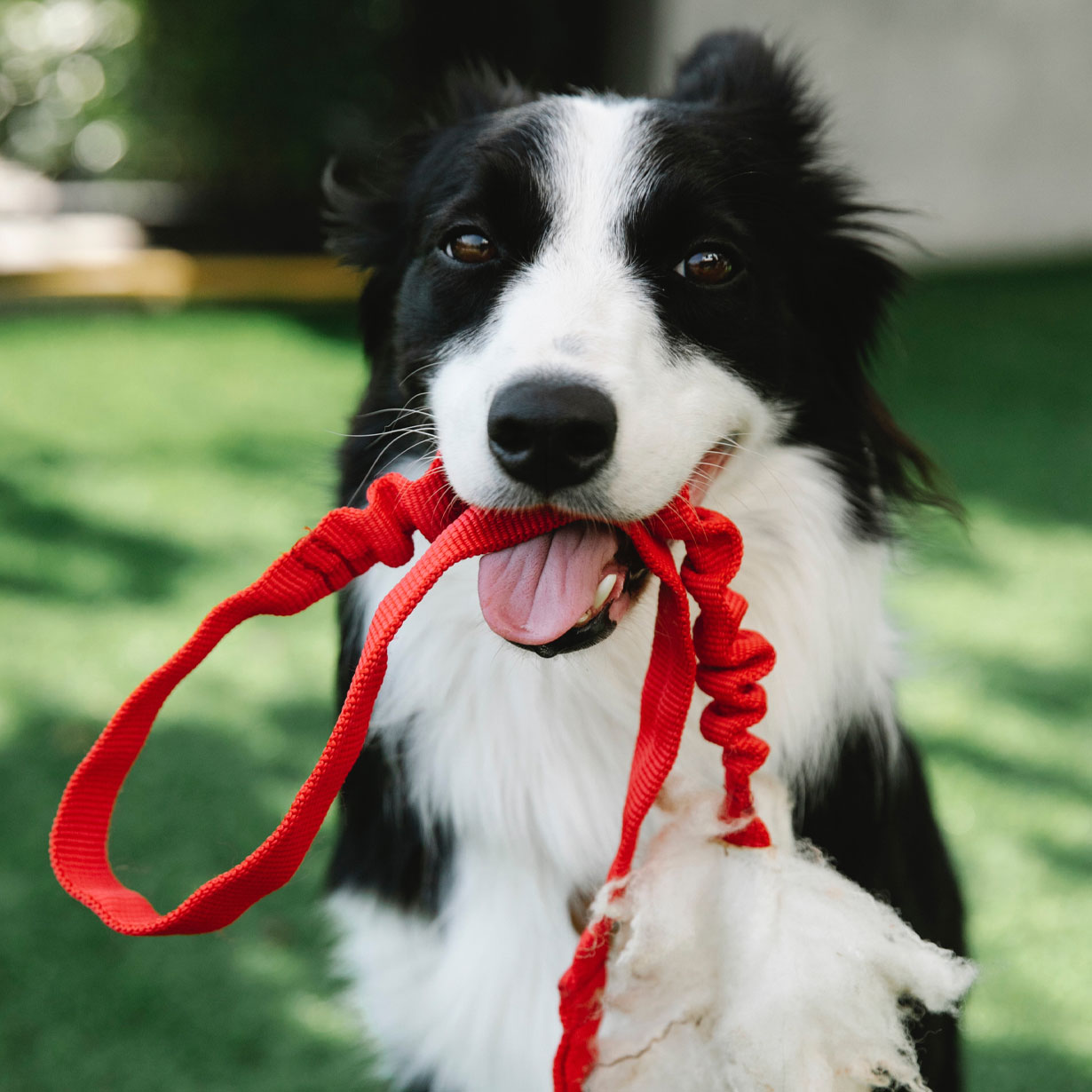 For The Love Of Pets